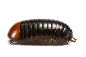Glomeridae spp